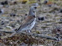 2016-05-23 10h27m03 - Kramsvogel - Aat Bender